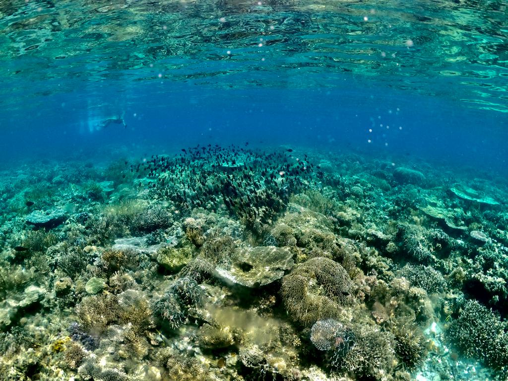 Timor-Leste’s MPAs: Protection of Richness and Beauty