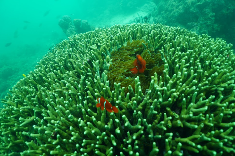 The CTI-CFF Regional Secretariat Visit to Papua New Guinea