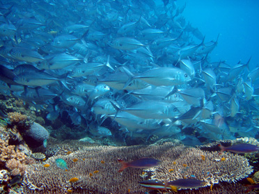 CTI-CFF Moves Closer to Finalizing Region-Wide Marine Protected Area System