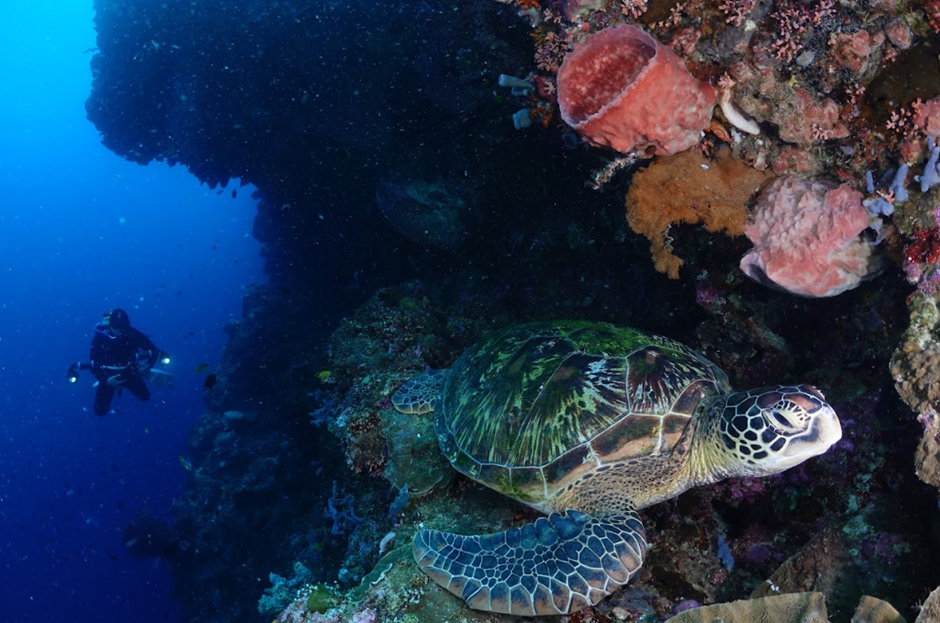 Coral Triangle Nations Unite to Combat Marine Crisis, Set Bold 2025 Conservation Goals 