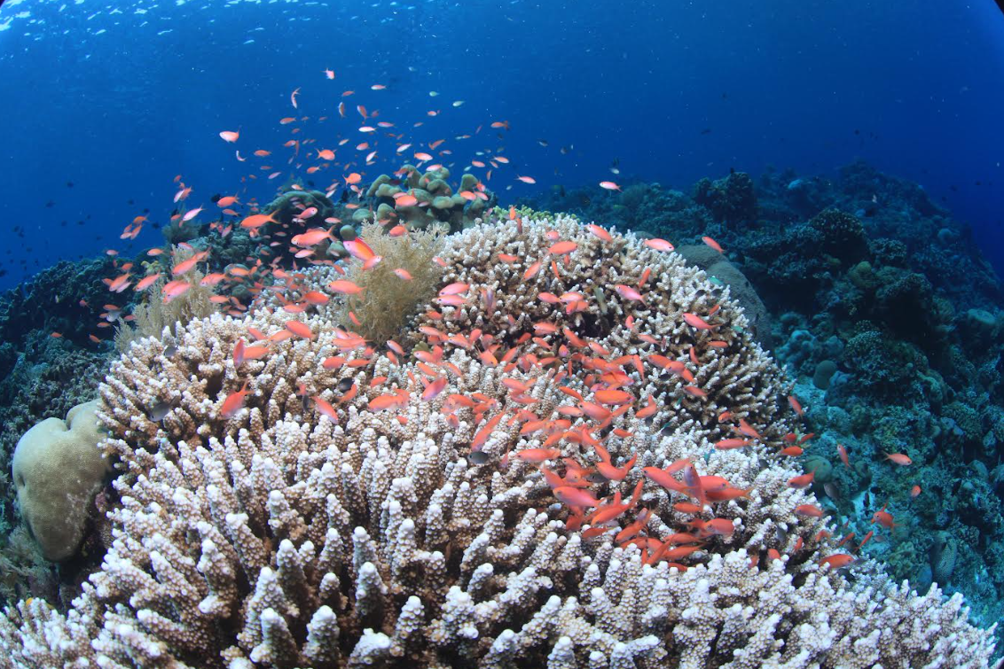 CTI-CFF 19th Senior Officials’ Meeting and 9th Ministerial Meeting   to Convene in Dili, Timor-Leste