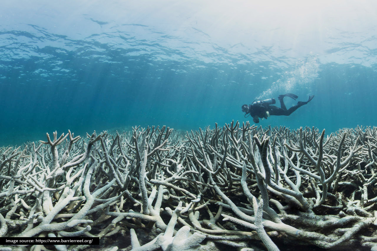 Destruction of Marine Ecosystems in the Coral Triangle: A Real Threat to Life and the Future